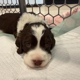Yellow Boy - White and liver male English Springer Spaniel puppy in Lufkin, Texas from Shifletknight Springer Spaniels