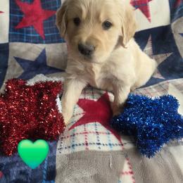 Mr. Green - Golden male Golden Retriever puppy in Chewelah, Washington from Agape Goldens