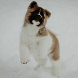 Akita Puppies from Gallant Akitas
