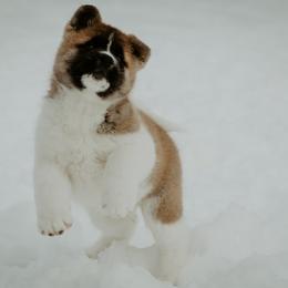 Akita Puppies from Gallant Akitas