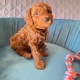 Buster - Red  male Poodle puppy in Beaverton, Oregon from Teddy toy poodle house