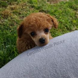 Poodle Puppies from Carolina Poodle Palace