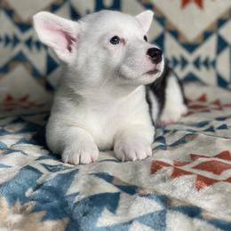 Luna - Black and tan female Pembroke Welsh Corgi puppy in Rosharon, Texas from Morning Glory Corgis