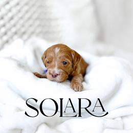 Solara - Red  female Goldendoodle puppy in Springville, Utah from Happy Doodle