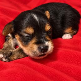 Tootsie - Black and tan male Yorkshire Terrier puppy in Navarre, Florida from KAYY services