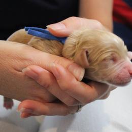 Blue collar Yankee - Caramel male Australian Labradoodle puppy in Provo, Utah from EllsWORTH Labradoodles LLC