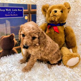 "Shawnee " Goldendoodle Puppies from Ming’s Dynasty Doodles