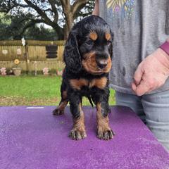 Girl 1 - Black and tan female Gordon Setter puppy in Milton, Florida from Katherine's Golden Retrievers, Gordon Setters, and English Setters