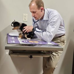 Toy Australian Shepherd Puppies from Reflections of Star Crest Kennel