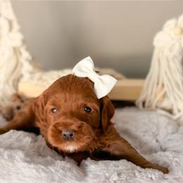 Carrera - Red  female Goldendoodle puppy in Garden Grove, California from Sunkissed Doodles