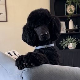 Poodles from Five Points Standards