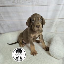Jupiter - Chocolate Great Dane puppy in Spiro, Oklahoma from Big Birch Danes