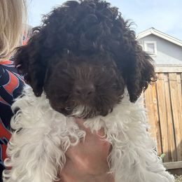 Lagotto Romagnolo Puppies from Anna’s Lagottos