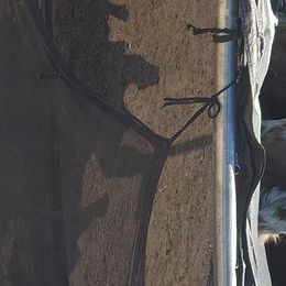 Tippy - Australian Shepherd