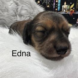 Edna - Chocolate and tan female Dachshund puppy in Cabool, Missouri from Dachshund's of Country Magic Farms in Missouri
