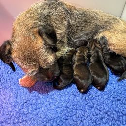 Border Terrier puppies from Small Wonders