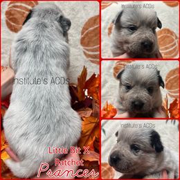 Prancer - Blue male Australian Cattle Dog puppy in Hiddenite, North Carolina from Institute Australian Cattle Dogs