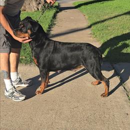 Marin - Rottweiler