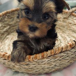 Daisey - Black and tan female Yorkshire Terrier puppy in Indianapolis, Indiana from Tails of Grace