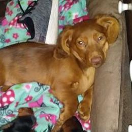 Dachshunds from Kristine Emery's Dachshunds