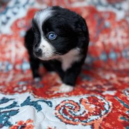 Harper - Red & white female Miniature Australian Shepherd puppy in Mount Airy, Georgia from North Georgia Gems