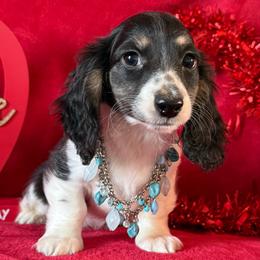 Cowboy - Black and cream male Dachshund puppy in Lincoln, Arkansas from Red Dirt Dachshunds