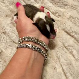BELLE - Sable and white female Shetland Sheepdog puppy in Livonia, Michigan from M7’s Shelties, Toonies & AussieDoodles
