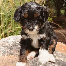 Astrid - female Australian Mountain Doodle puppy in Wellsville, Utah from Stay Golden Doodles