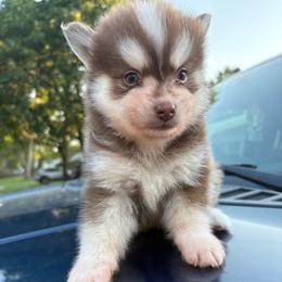 Pyro - Chocolate male Pomsky puppy in Valparaiso, Indiana from Valparaiso Pomskys
