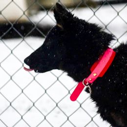 Boy 2 - German Shepherd puppy from Vom Wolff
