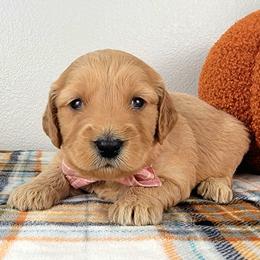 Scarlett - Apricot female Goldendoodle puppy in Temecula, California from Oodles O'Doodles