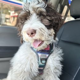 Freja the Teddy Pup - Bernedoodle