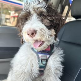 Freja the Teddy Pup - Bernedoodle