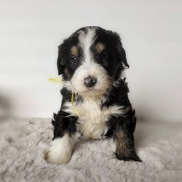 Bernedoodle, Goldendoodle, Poodle, and Sheepadoodle Puppies from Kerr Kanine Ranch