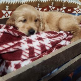Girl 4 - Golden female Golden Retriever puppy in Sagle, Idaho from Little Shadow Retrievers