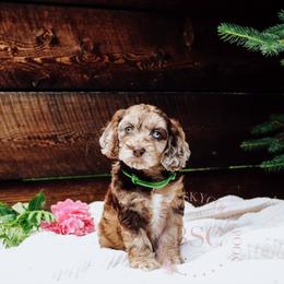 Green girl - Merle female Cockapoo puppy in Missoula, Montana from Big Sky Cockapoos