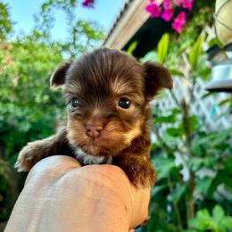 Poppy - Liver female Yorkshire Terrier puppy in Yuma, Arizona from Yuma Yorkie