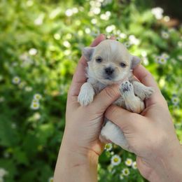 Companion Cross, Havanese, Mal-Shi, Maltese, Maltipoo, Morkie, and Shih Tzu Puppies from Seeking Shalom Acres Maltese, Maltipoos & Havamalts