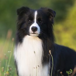Cruz - Border Collie