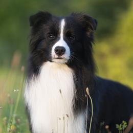 Cruz - Border Collie