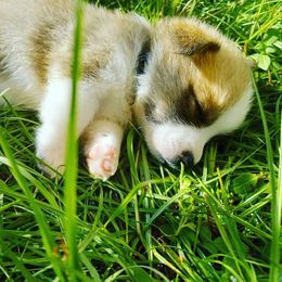 Pembroke Welsh Corgi Puppies from Milton Corgis