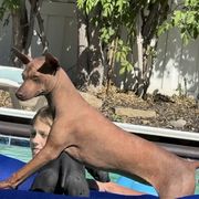 Tozi - Xoloitzcuintli