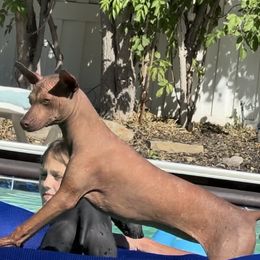 Tozi - Xoloitzcuintli