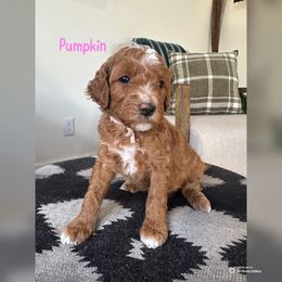 Pumpkin - Red  female Goldendoodle puppy in Glendale, Arizona from Follow Your Bliss Doodles