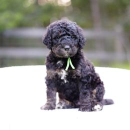 Green collar - Phantom male Bernedoodle puppy in Spokane, Washington from Doodle Love