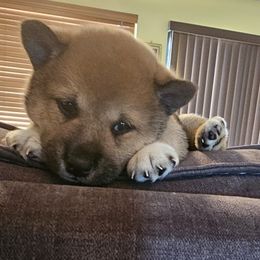 Shiba Inu Puppies from Kiara Coloma