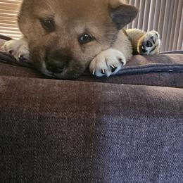 Shiba Inu Puppies from Kiara Coloma