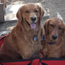 Golden Retrievers from A Golden to Love