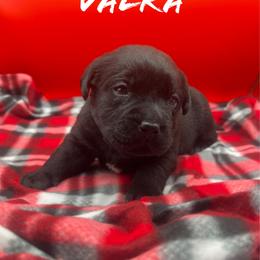 Valka - Black female Labrador Retriever puppy in Texas from Raley Retrievers