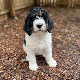 Daisy - Tri-color female Bernedoodle puppy in Harpers Ferry, West Virginia from Oso Perfect Poodles and Doodles